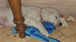 Slovenský čuvač - štěňata s PP