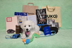 Slovenský čuvač - štěňata s PP