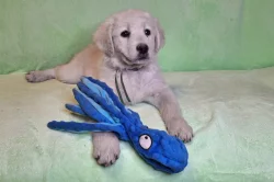 Slovenský čuvač - štěňata s PP