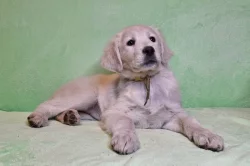 Slovenský čuvač - štěňata s PP