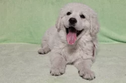 Slovenský čuvač - štěňata s PP