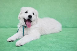 Slovenský čuvač - štěňata s PP