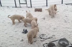 Slovenský čuvač - štěňata s PP