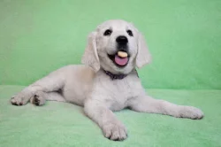 Slovenský čuvač - štěňata s PP