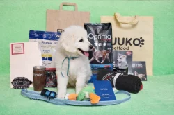 Slovenský čuvač - štěňata s PP