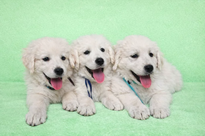 Slovenský čuvač - štěňata s PP