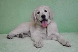 Slovenský čuvač - štěňata s PP