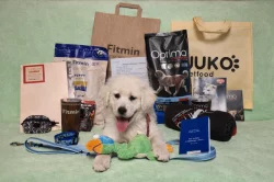 Slovenský čuvač - štěňata s PP