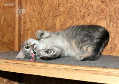 Darujeme nalezené kotě