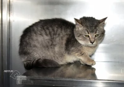 Darujeme nalezené kotě