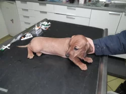 Jezevčík hladkosrstý standart