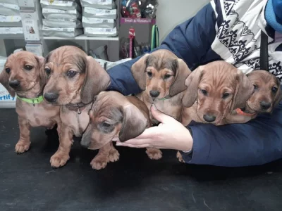 Jezevčík hladkosrstý standart