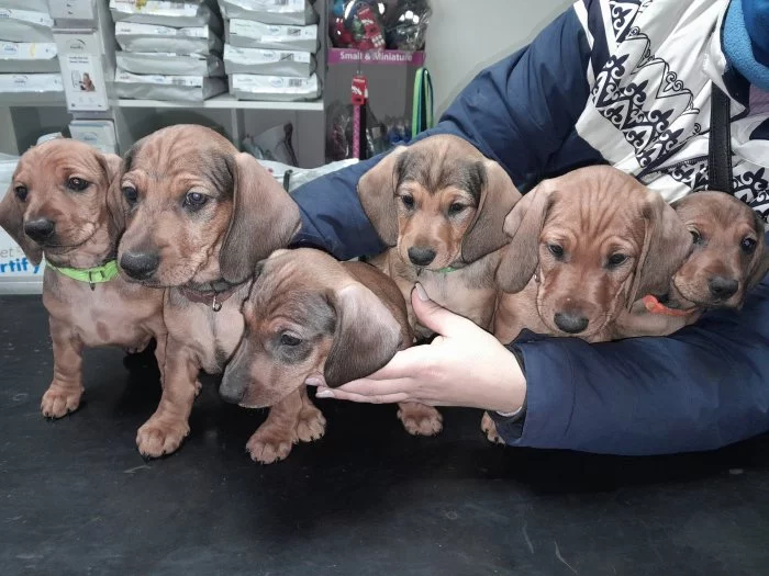 Jezevčík hladkosrstý standart