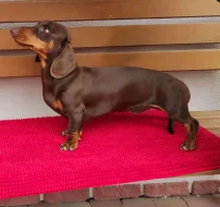 Jezevčík hladkosrstý standart