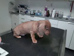 Jezevčík hladkosrstý standart