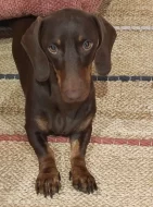 Jezevčík hladkosrstý standart