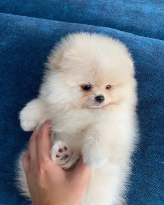 Čistokrevný pomeranian