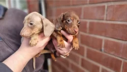 Jezevčík hladkosrstý trpasličí