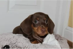 Jezevčík hladkosrstý trpasličí