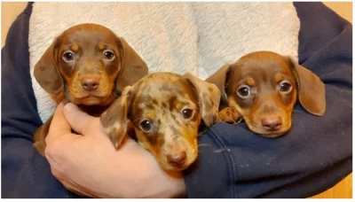 Jezevčík hladkosrstý trpasličí