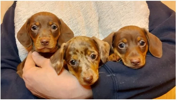 Jezevčík hladkosrstý trpasličí