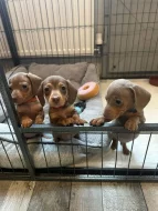 Jezevčík hladkosrstý trpasličí