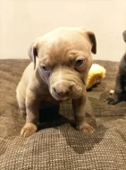 American bully XL