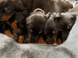 Čistokrevná štěňata dobrmana bez PP