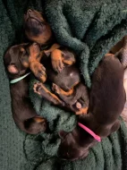 Čistokrevná štěňata dobrmana bez PP