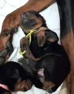 Čistokrevná štěňata dobrmana bez PP