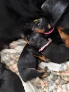 Čistokrevná štěňata dobrmana bez PP