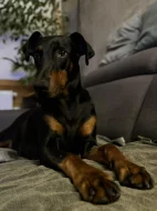 Čistokrevná štěňata dobrmana bez PP