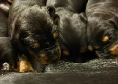 Čistokrevná štěňata dobrmana bez PP