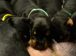 Čistokrevná štěňata dobrmana bez PP