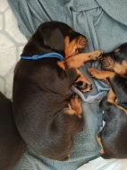 Čistokrevná štěňata dobrmana bez PP