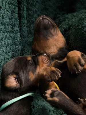 Čistokrevná štěňata dobrmana bez PP