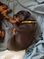 Čistokrevná štěňata dobrmana bez PP