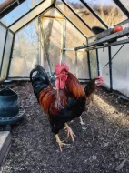 Kohout do většího chovu