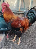 Kohout do většího chovu