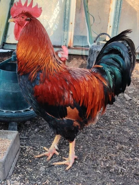 Kohout do většího chovu