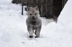 Československý vlčák s PP