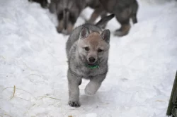 Československý vlčák s PP