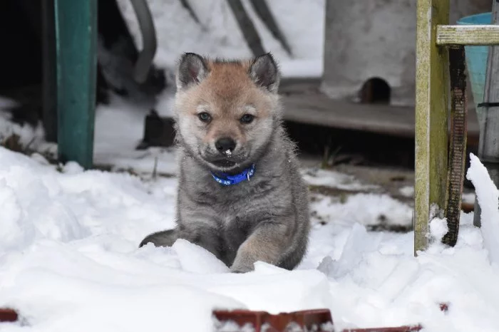 Československý vlčák s PP