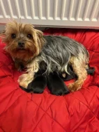 Jorkšírek s PP FCI k výběru a rezervaci