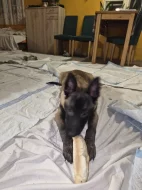 Nabizím pejska belgickeho ovčáka malinois s PP