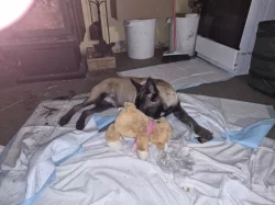 Nabizím pejska belgickeho ovčáka malinois s PP