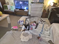 Nabizím pejska belgickeho ovčáka malinois s PP