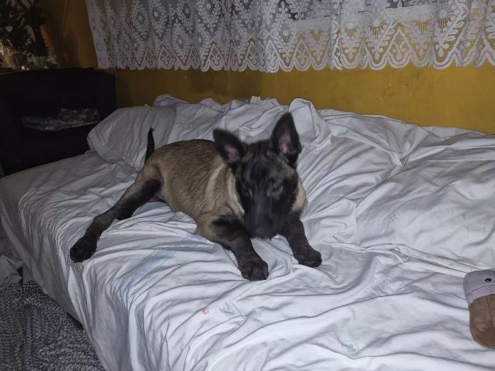 Nabizím pejska belgickeho ovčáka malinois s PP