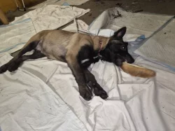 Nabizím pejska belgickeho ovčáka malinois s PP