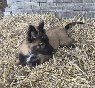 Nabízím belgickeho ovčáka s PP